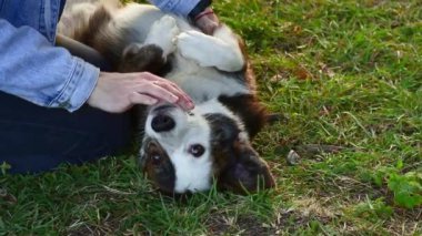 Sonbahar arka planında Galli Corgi köpeğinin yakın plan portresi. Sonbahar sarı yapraklı köpek