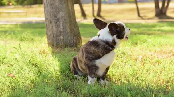 Welsh Corgi Dog Outdoors Sunny Day Closeup Spring Time — Stock Video
