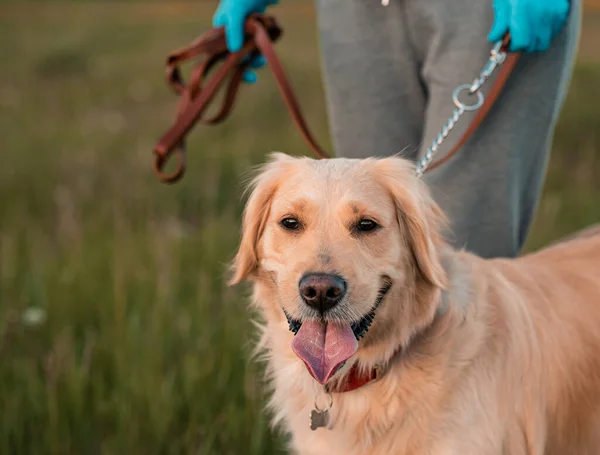 Golden Retriever Perro Con Una Mujer Rizada Paseando Aire Libre Imagen De Stock