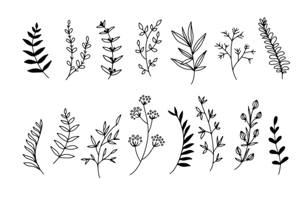 Schets doodle planten elementen. Prachtige twijgen van planten lijnen — Stockvector