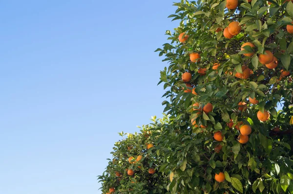 Vista Desde Abajo Varios Naranjos Con Cielo Azul Fondo Naranjos — Foto de Stock