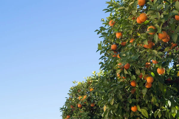 Pohled Zdola Několik Oranžových Stromů Modrou Oblohou Pozadí Pomerančovníky Zelenými Stock Snímky