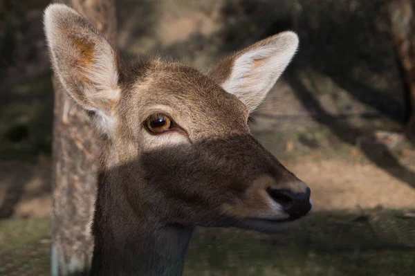 Portrait Cervus Elaphus Sauvage Également Connu Sous Nom Cerf Rouge — Photo