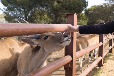Hayvan barınağında büyük bir Eland antilobunu ya da Taurotragus antilobunu okşayan bir kızın eli. Eland bir insan tarafından sevilmek için kafasını çitten dışarı çıkarıyor..