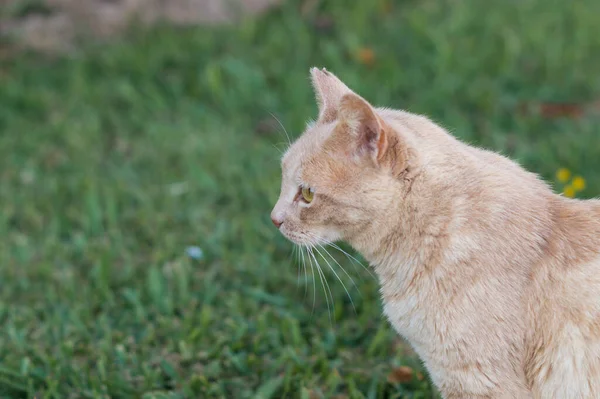 Lovely ginger cat posing in profile. Close up image of a beautiful cat with light fur and long white whiskers. Cat sitting on the grass.