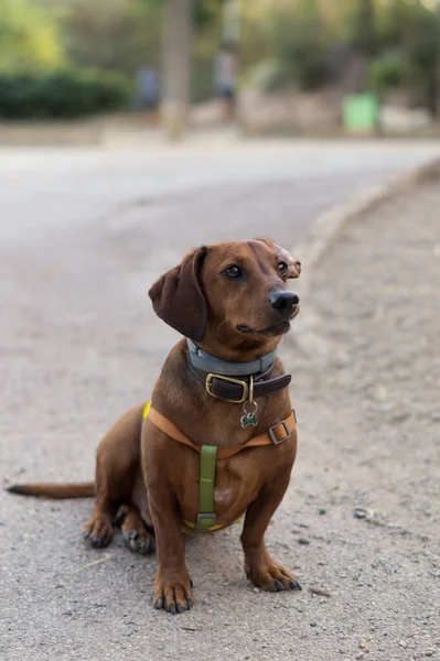 Lovely brown dachshund sitting posing for the camera. Dog in collar and harness but untethered sitting on the ground.