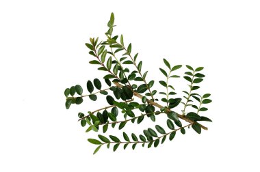 Yapraklı dallar, soyutlanmış.