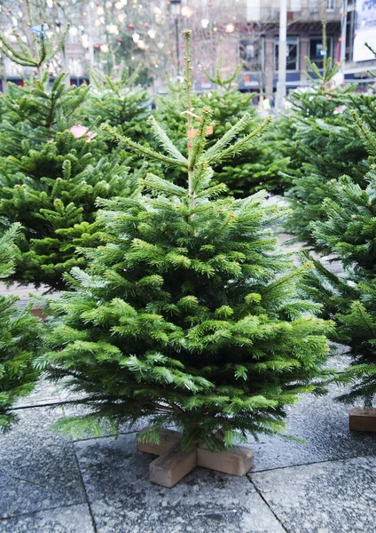 Een Groene Kerstboom Zonder Speelgoed Een Tribune Staat Straat — Stockfoto