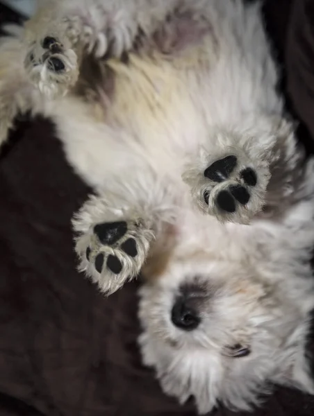 Witte West Highland Terrier Puppy Pootjes Dicht Zwarte Achtergrond — Stockfoto
