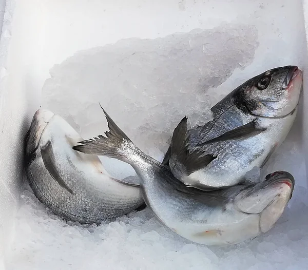 Close Sea Bream Fish Sparus Aurata Gelo Para Venda — Fotografia de Stock
