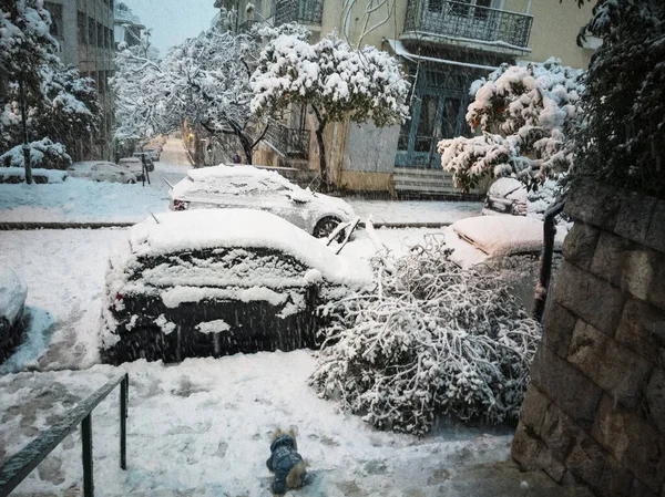 Şiddetli bir kar yağışı sırasında uzun bir ağaç arabaların arasına düştü.