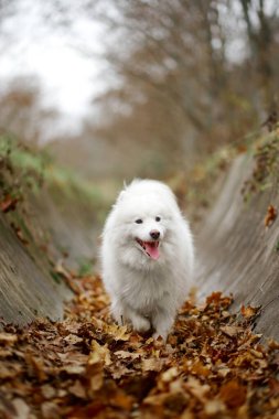 A Samoyed dog is sitting in the autumn park. White fluffy purebred dog outdoors. Cute breed puppy