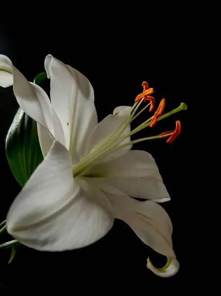 Turuncu beyaz zambaklar. Siyah arkaplanda beyaz zambak 