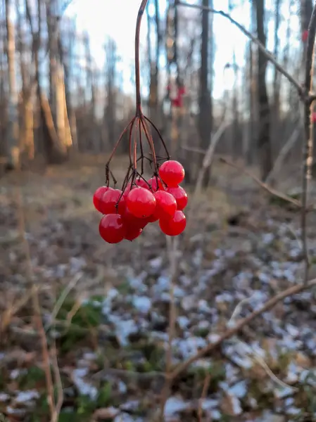 Baies Rouges Sur Une Branche Dans Forêt — Photo