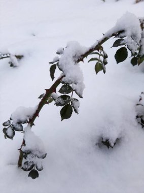 Kışın gül çalıları. Karda gül yaprakları