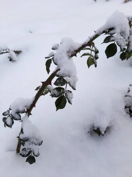 Розовые Кусты Зимой Листья Розы Снегу — стоковое фото
