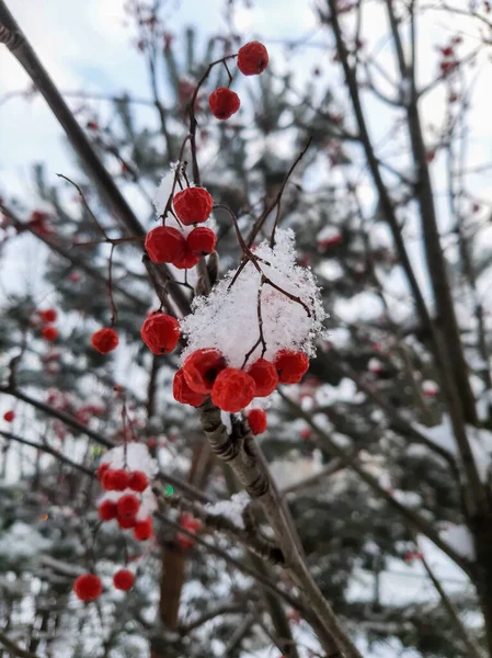 Рябиновые Ягоды Снегу — стоковое фото