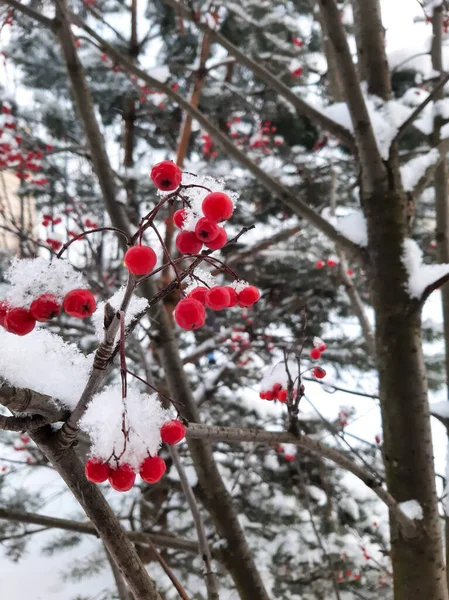 Rowan Berries Snow — Stock Photo, Image
