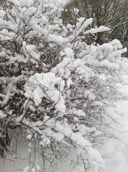 Ośnieżone Gałęzie Drzew Krzewów Gałęzie Śniegu Gałęzie Roślin Zimie Dużo — Zdjęcie stockowe