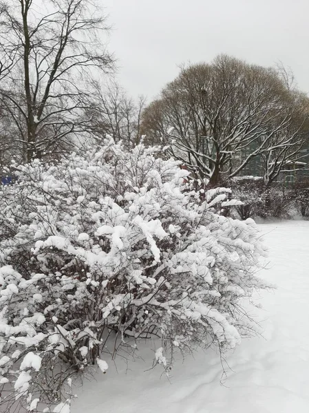 Spirea Bushes Winter Spirea Snow — Stockfoto