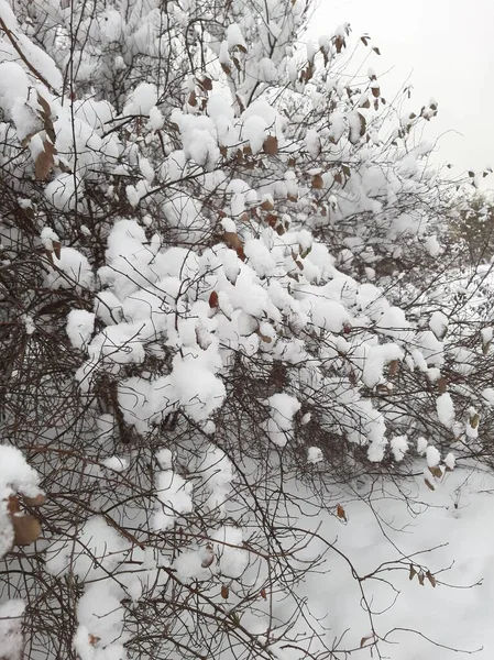 Snow Covered Branches Trees Bushes Branches Snow Branches Plants Winter — стоковое фото
