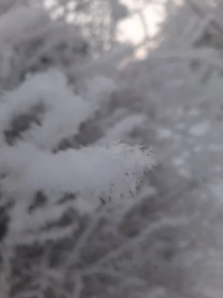 Snow Covered Branches Trees Bushes Branches Snow Branches Plants Winter — Fotografia de Stock