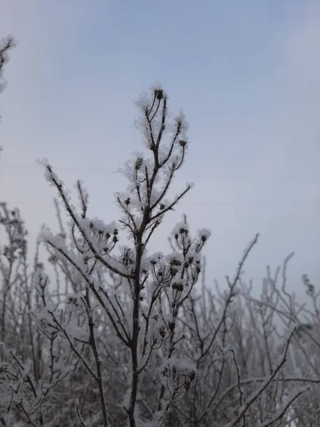 Χιονισμένα Κλαδιά Δέντρων Και Θάμνων Κλαδιά Στο Χιόνι Κλαδιά Φυτών — Φωτογραφία Αρχείου