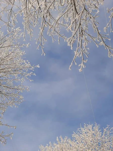 Zasněžené Větve Stromů Proti Modré Obloze Větve Sněhu — Stock fotografie
