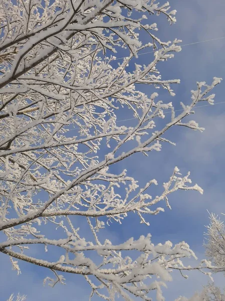 Ramos Árvores Cobertas Neve Contra Céu Azul Ramos Neve — Fotografia de Stock