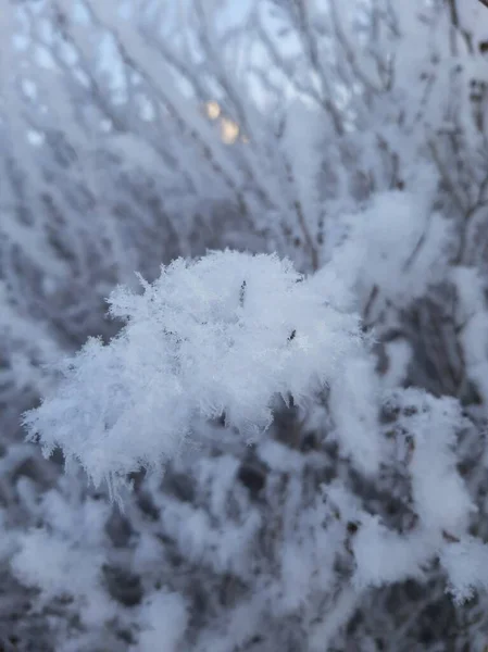 Ramos Árvores Arbustos Cobertos Neve Ramos Neve Ramos Plantas Inverno — Fotografia de Stock