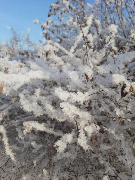 Zasněžené Větve Stromů Keřů Větve Sněhu Větve Rostlin Zimě Větvích — Stock fotografie