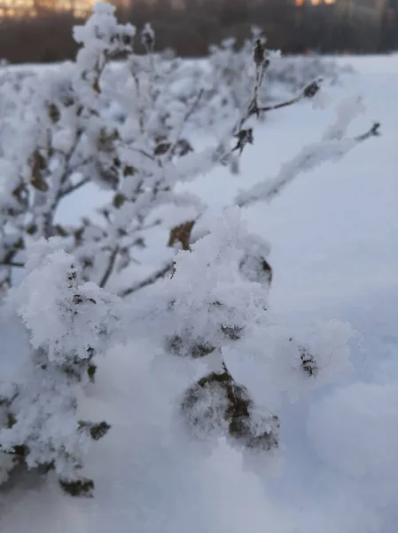 Zasněžené Větve Stromů Keřů Větve Sněhu Větve Rostlin Zimě Větvích — Stock fotografie