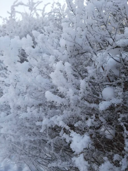 Ağaçlardan ve çalılardan oluşan karla kaplı dallar. Karda dallar. Kışın bitki dalları. Dallarda çok kar var.