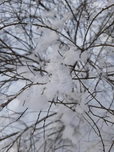 雪に覆われた木や茂みの枝 雪の中で枝 冬の植物の枝 枝には雪がたくさん積もっている — ストック写真