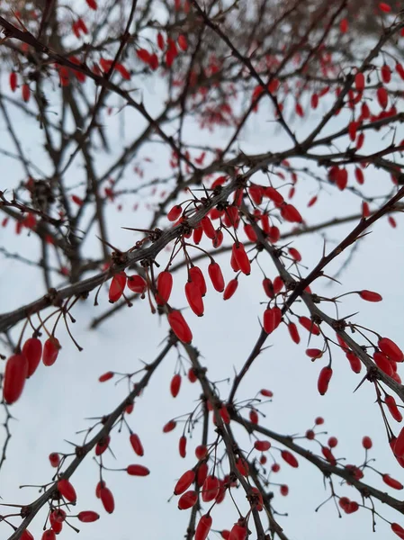  Kışın dallarda böğürtlen. Kışın böğürtlen. Kırmızı çilek
