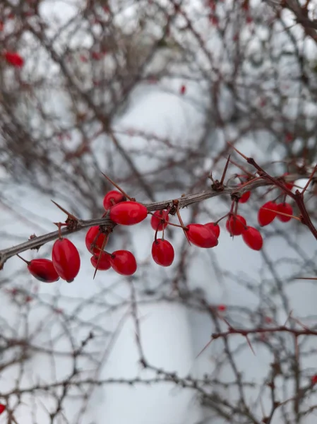 Barberry Berries Branches Winter Barberry Winter Red Berries — Stock Photo, Image