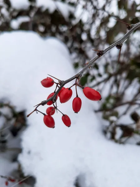 Szamóca Ágakon Télen Borbély Télen Vörös Szeder — Stock Fotó