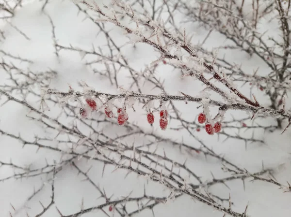 Kışın Dallarda Böğürtlen Kışın Böğürtlen Kırmızı Çilek — Stok fotoğraf