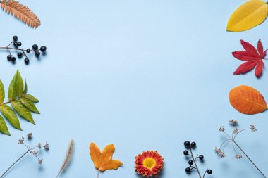 Sonbahar portakal yaprakları ve çiçekler, mavi arkaplanda böğürtlenler