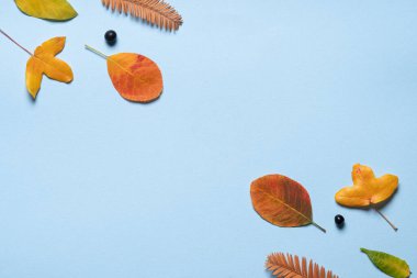 Sonbahar portakal yaprakları ve çiçekler, mavi arkaplanda böğürtlenler