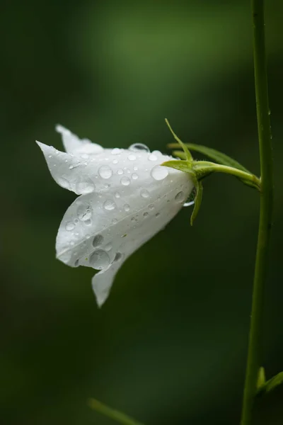 Kwiat Białe Kwiaty Zbliżenie Makro Zielony Trawa Koks — Zdjęcie stockowe