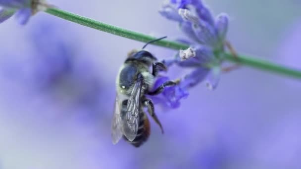 Bijen Verzamelen Nectar Van Lavendelbloemen Close — Stockvideo