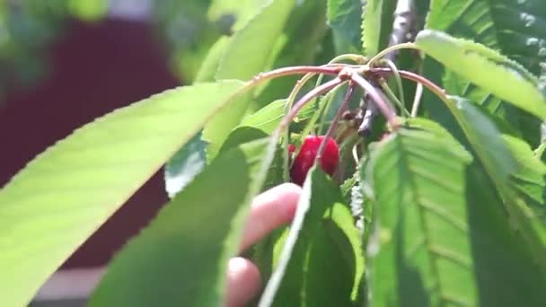 Dítě Sbírá Třešeň Stromů Letní Zelené Listy Červené Bobule — Stock video