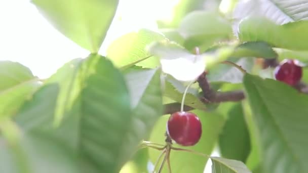 Niño Recogiendo Una Cereza Árbol Verano Hojas Verdes Bayas Rojas — Vídeo de stock