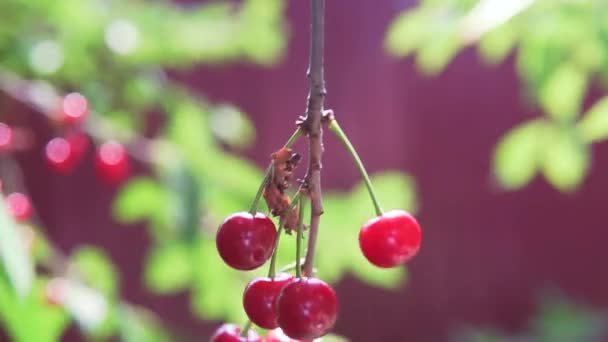 여름에 과붉은 열매를 — 비디오