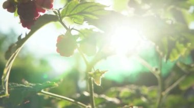 Çocuk yaz hasadı için ahududu topluyor