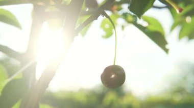 Kiraz hasat eden kadın yüksek çözünürlüklü kiraz ağacı