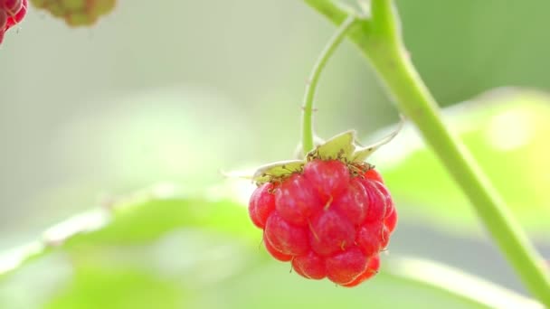Raspberries Sway Wind Close — Stock Video