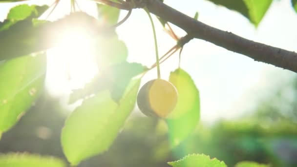 Mujer Cosechando Cerezas Fuego Lento Cerezas Árbol Alta Resolución — Vídeo de stock