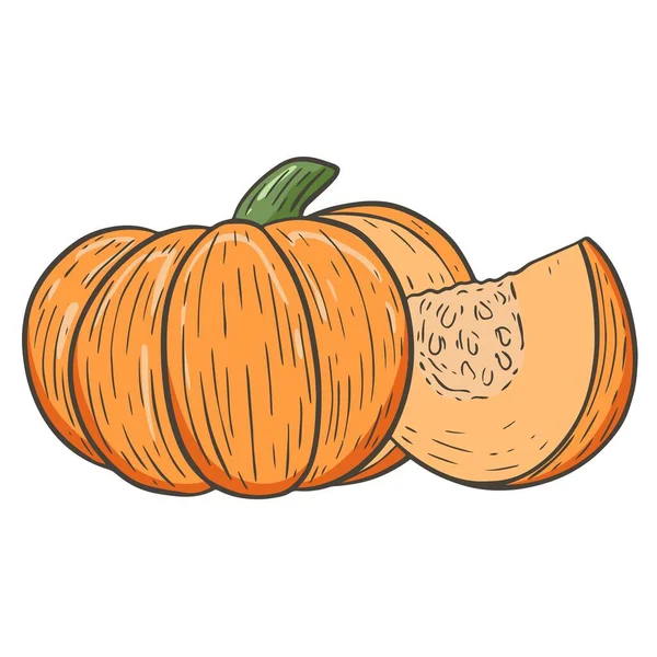 Bosquejo de calabaza de naranja fresca, cosecha de otoño de verduras. — Archivo Imágenes Vectoriales